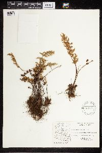Cheilanthes fendleri image