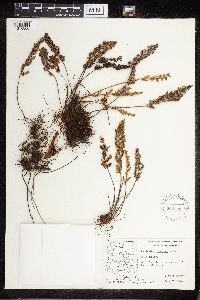 Cheilanthes fendleri image
