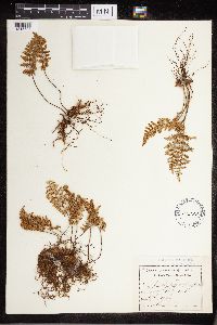 Cheilanthes fendleri image