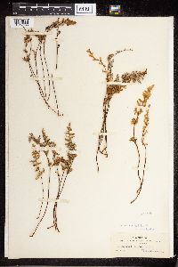 Cheilanthes fendleri image