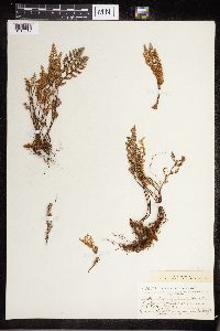 Cheilanthes fendleri image