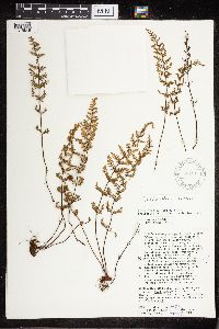 Cheilanthes lanosa image