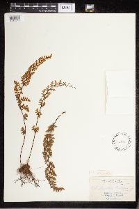 Cheilanthes lanosa image