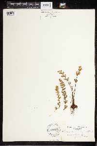 Cheilanthes lanosa image