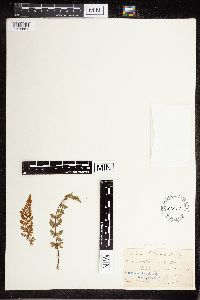 Cheilanthes lanosa image