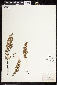 Cheilanthes lanosa image