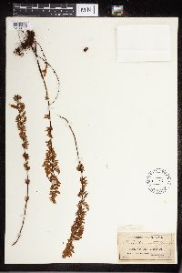 Cheilanthes lanosa image