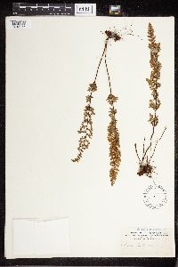 Cheilanthes lanosa image