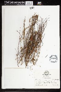 Cheilanthes lanosa image