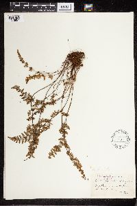 Cheilanthes lanosa image