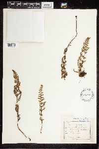 Cheilanthes lanosa image
