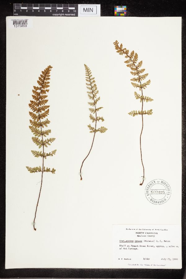 Cheilanthes image