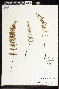 Cheilanthes lanosa image