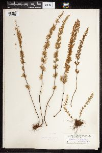 Cheilanthes lanosa image