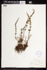 Cheilanthes lanosa image