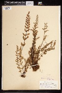 Cheilanthes lanosa image