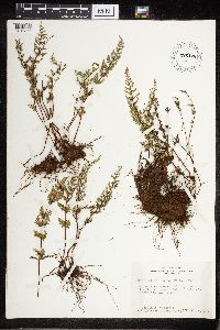 Cheilanthes lanosa image