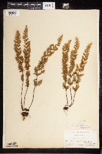 Cheilanthes lanosa image