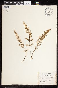 Cheilanthes lanosa image