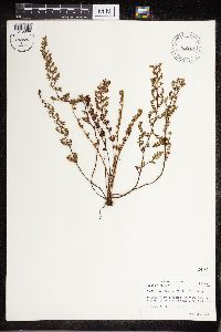 Cheilanthes lanosa image
