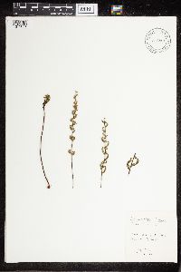Cheilanthes lanosa image