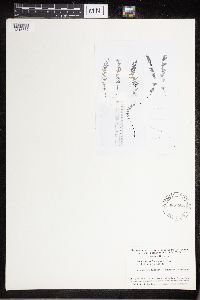 Cheilanthes lanosa image