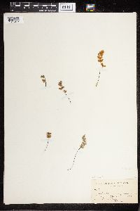 Cheilanthes lanosa image