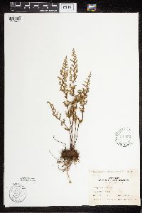 Cheilanthes lanosa image