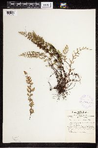 Cheilanthes lanosa image