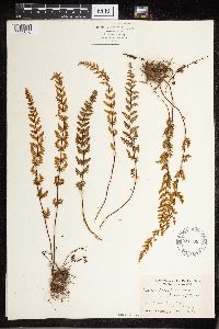 Cheilanthes lanosa image