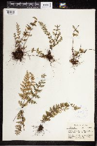Cheilanthes lanosa image