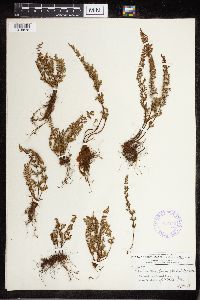 Cheilanthes lanosa image