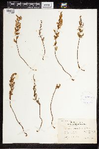 Cheilanthes lanosa image