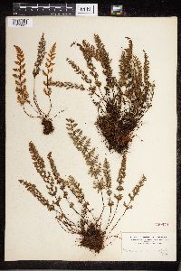 Cheilanthes lanosa image