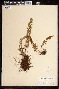 Cheilanthes lanosa image