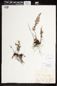 Cheilanthes lanosa image