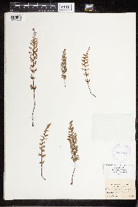 Cheilanthes lanosa image