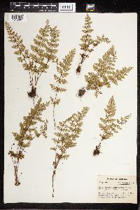 Cheilanthes lanosa image