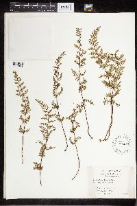 Cheilanthes lanosa image