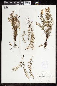 Cheilanthes lanosa image