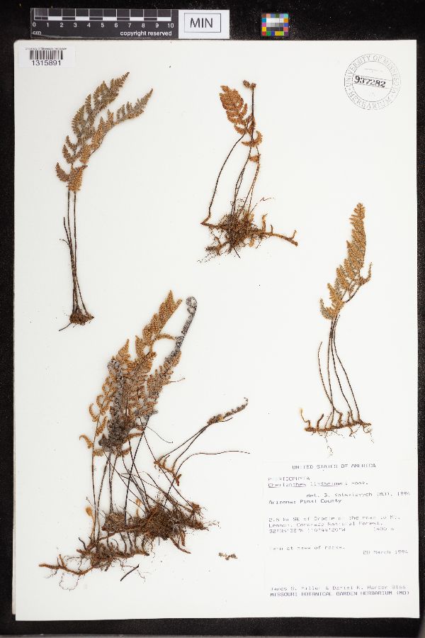 Cheilanthes lindheimeri image
