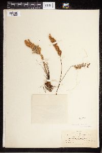 Cheilanthes lindheimeri image