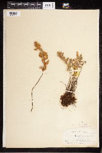 Cheilanthes lindheimeri image