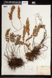 Cheilanthes lindheimeri image