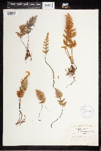 Cheilanthes lindheimeri image