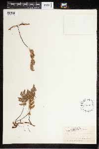 Cheilanthes lindheimeri image