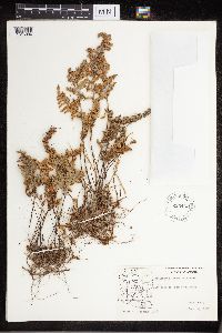 Cheilanthes lindheimeri image