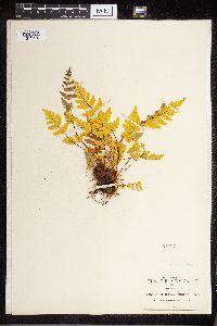 Image Associated With the Occurrence