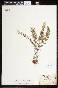 Image Associated With the Occurrence