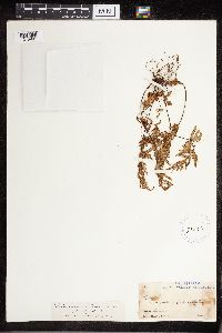 Image Associated With the Occurrence